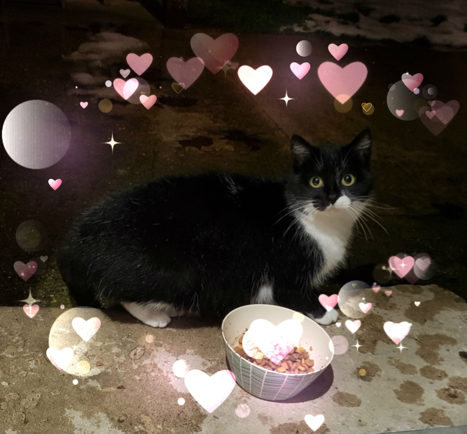 Mon chat a une amoureuse ! Caroline LEROUX, Auteur